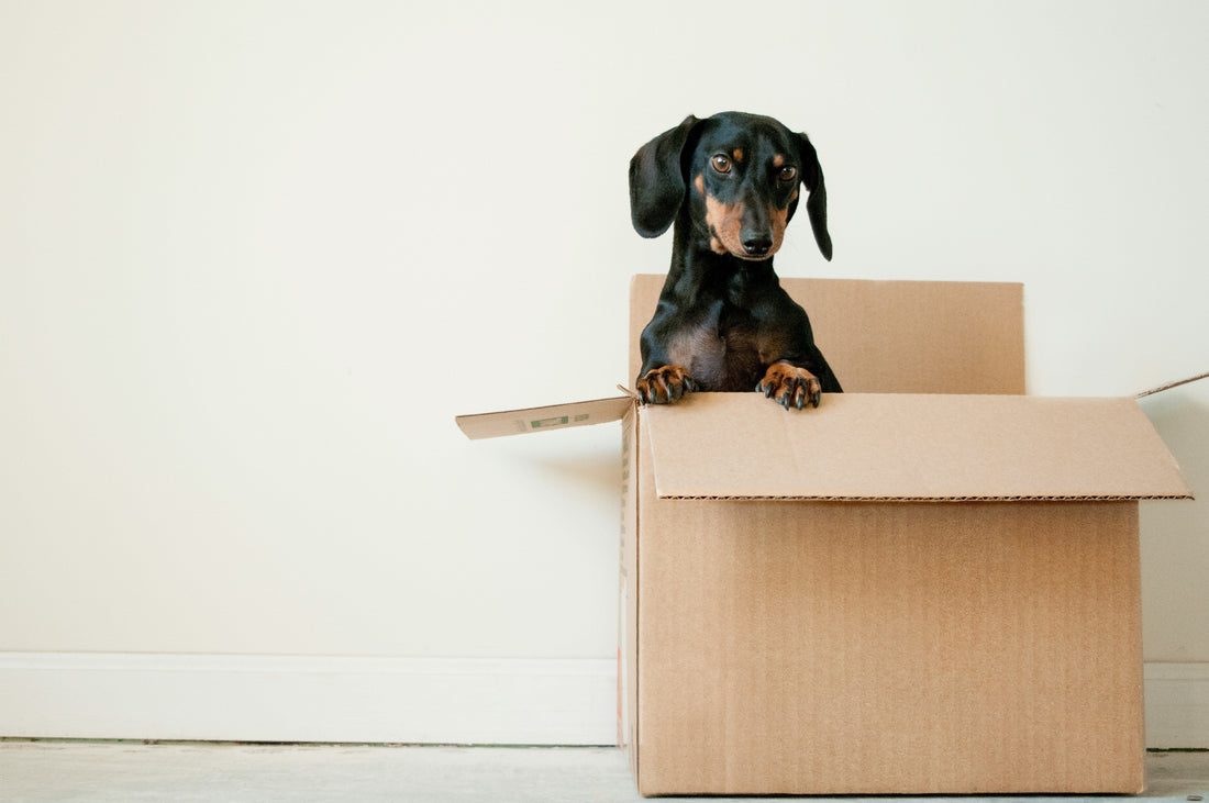 Dog in a box helping it's owner pack a racket for to sent away and restrung by Sam's Strings